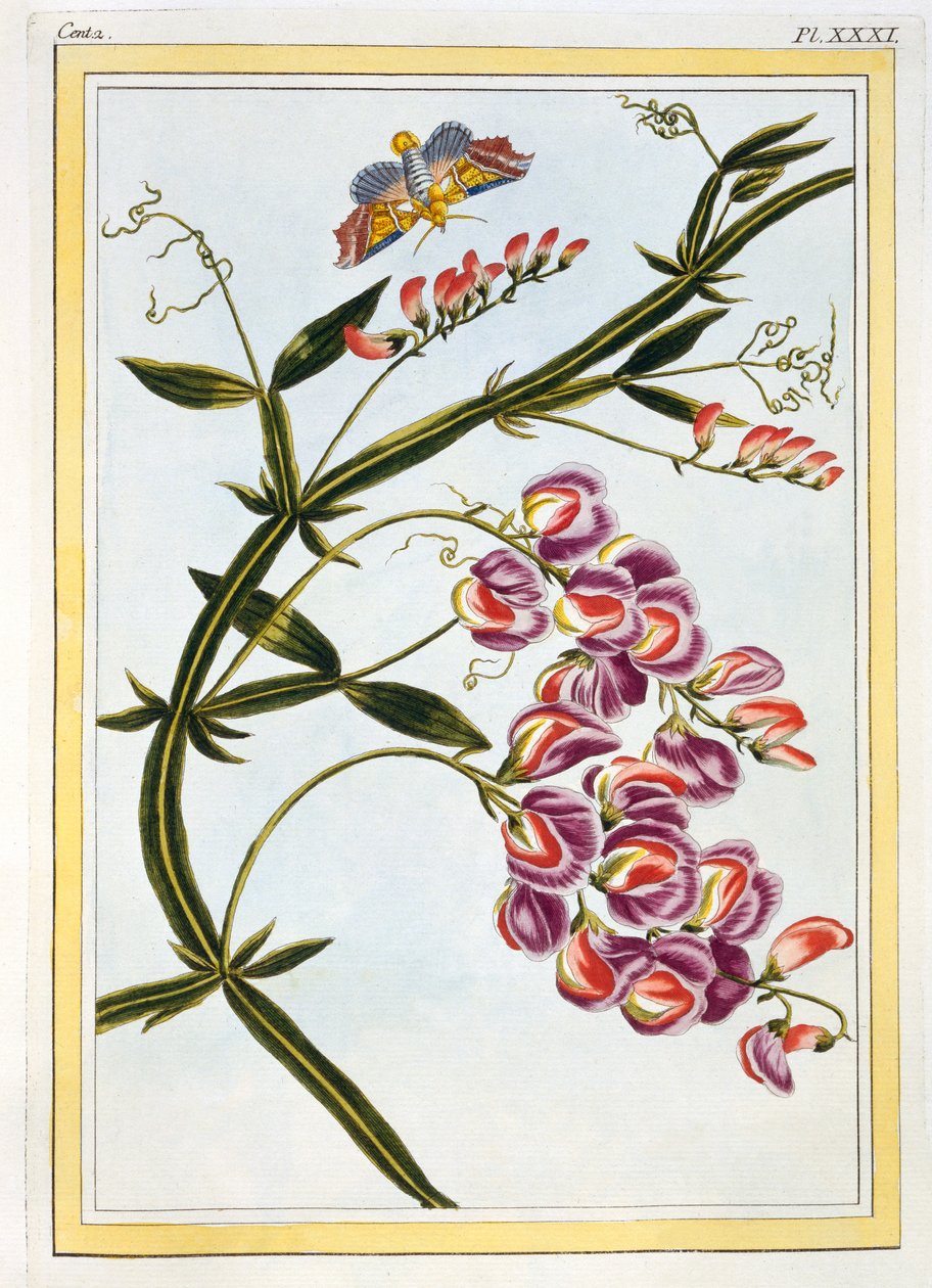 Le Grand Lathyre (Guisante de olor perenne), c.1776 de Pierre Joseph Buchoz