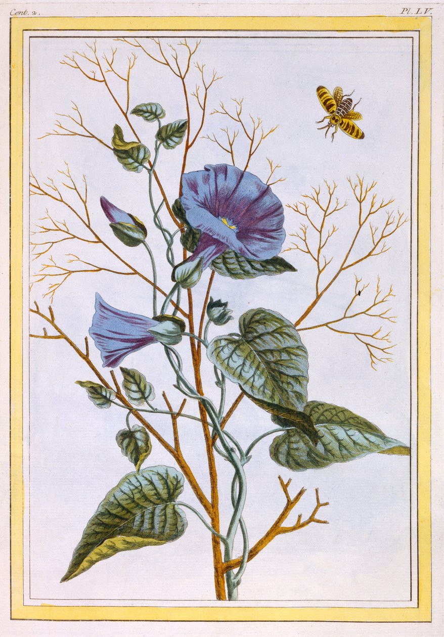 Le Grand Liseron Violet (Convovlus), c.1776 (grabado coloreado a mano) de Pierre Joseph Buchoz