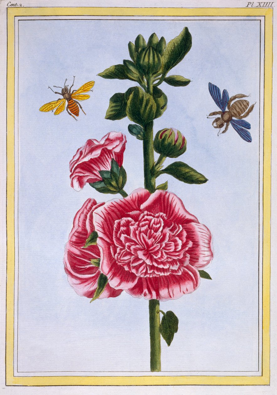 Passerose (Malvarrosa), c.1776 de Pierre Joseph Buchoz