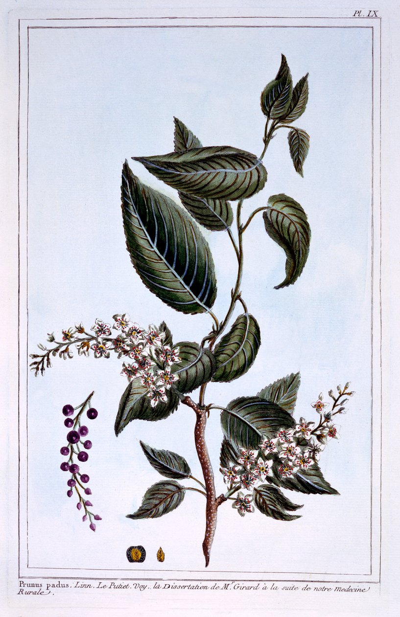 Prunus padus o cerezo de racimo, ilustración de 