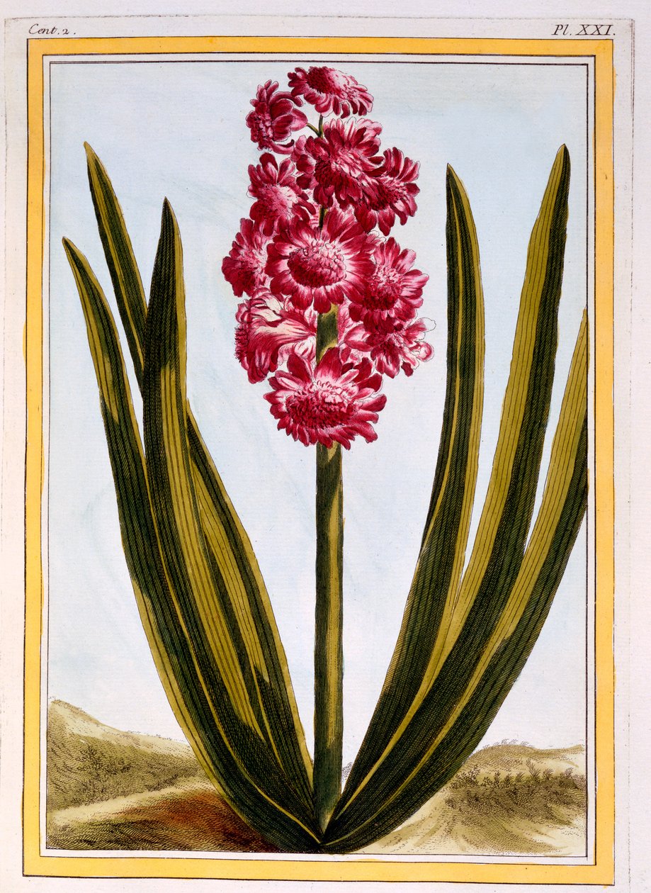 Carmesí Real, c.1766 de Pierre Joseph Buchoz