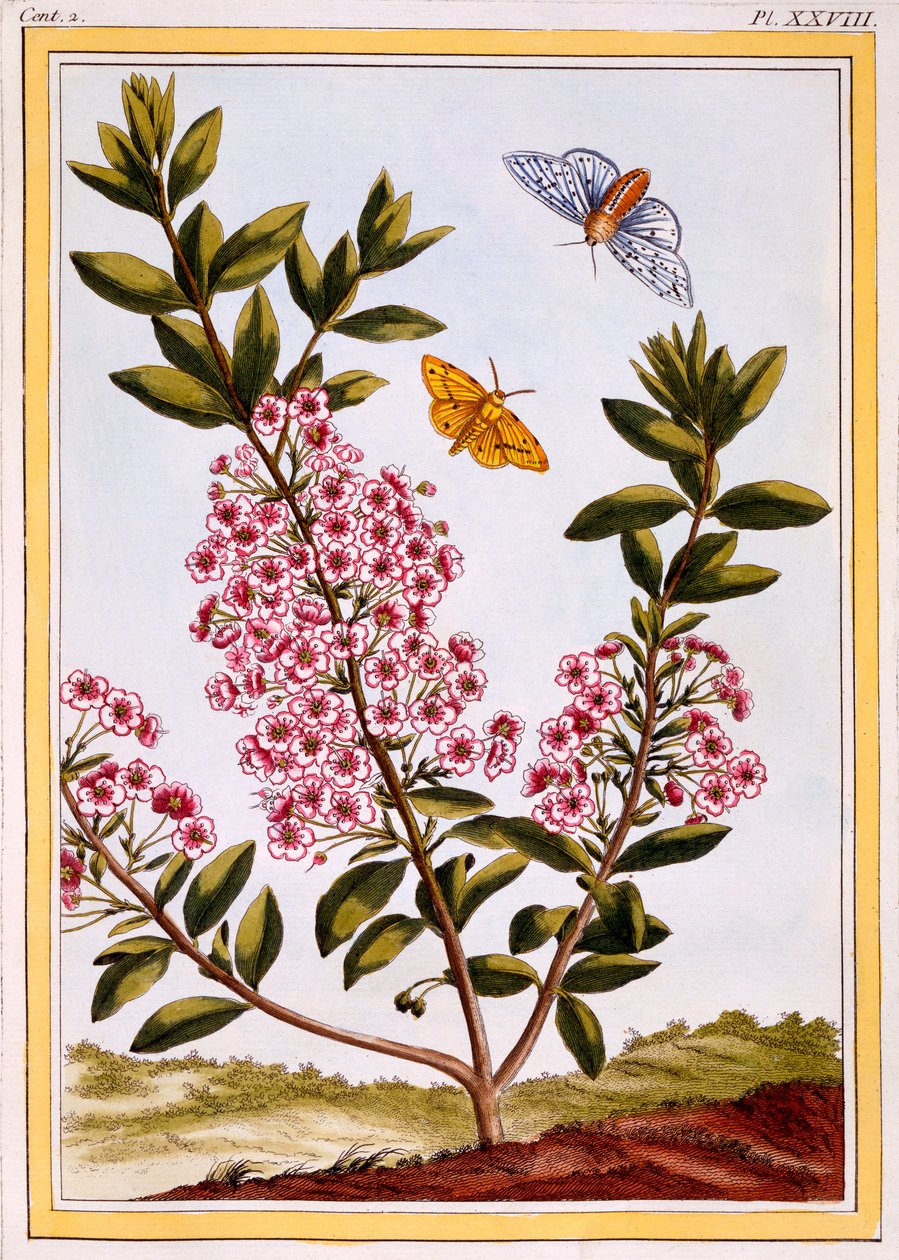 Laurel de oveja (Kalmia augustifolia), c.1766 de Pierre Joseph Buchoz
