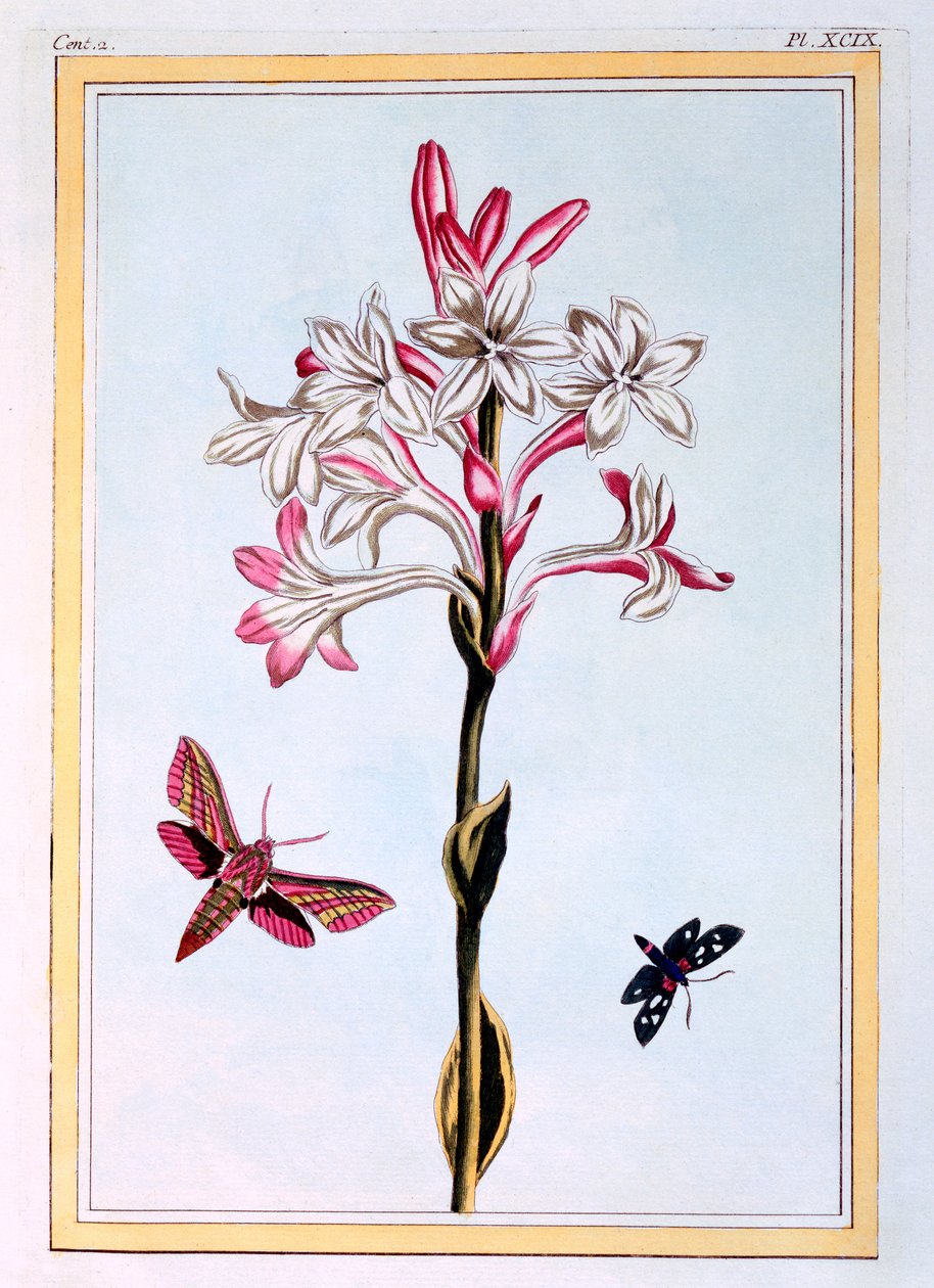 Nardo, c.1766 de Pierre Joseph Buchoz