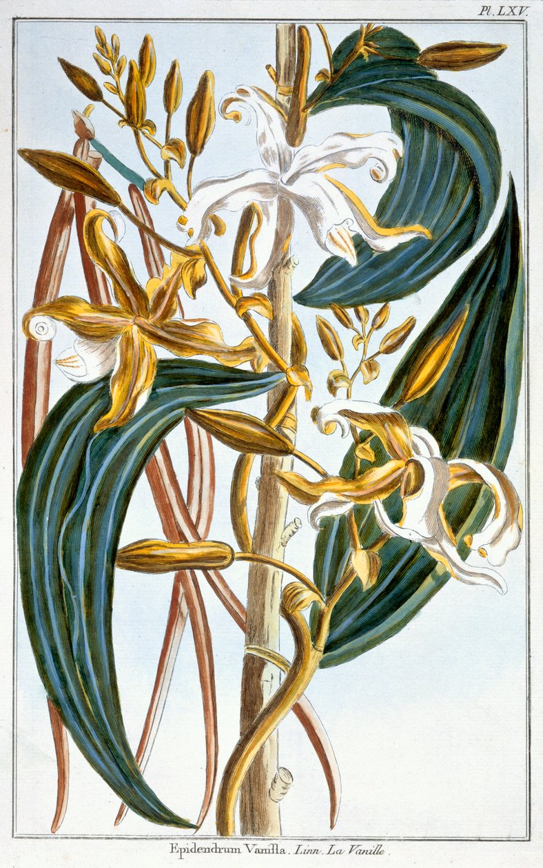 Vainas de vainilla, lámina 65, de 