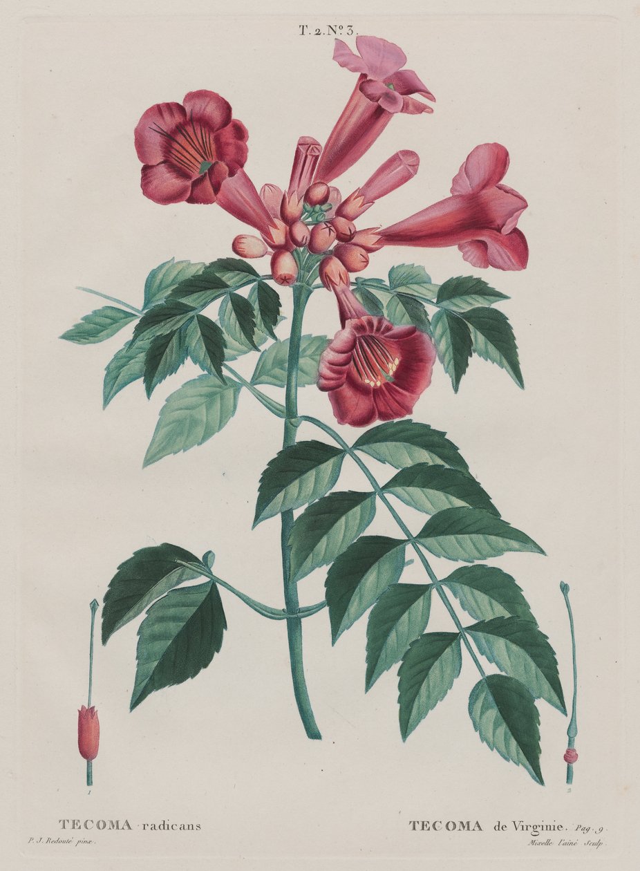 (Campsis radicans Trompeta trepadora) de Pierre Joseph Redouté