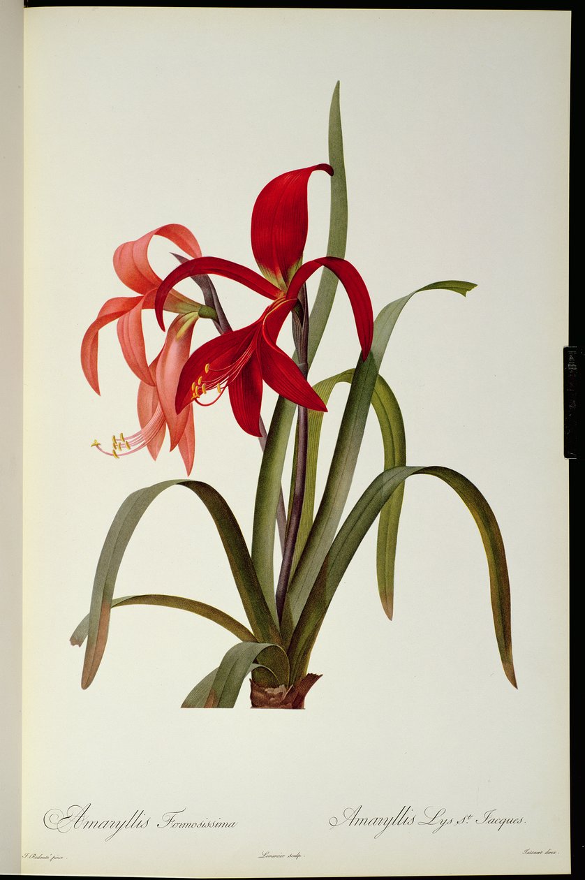 Amaryllis Formosissima, 1808, de `Les Liliacees