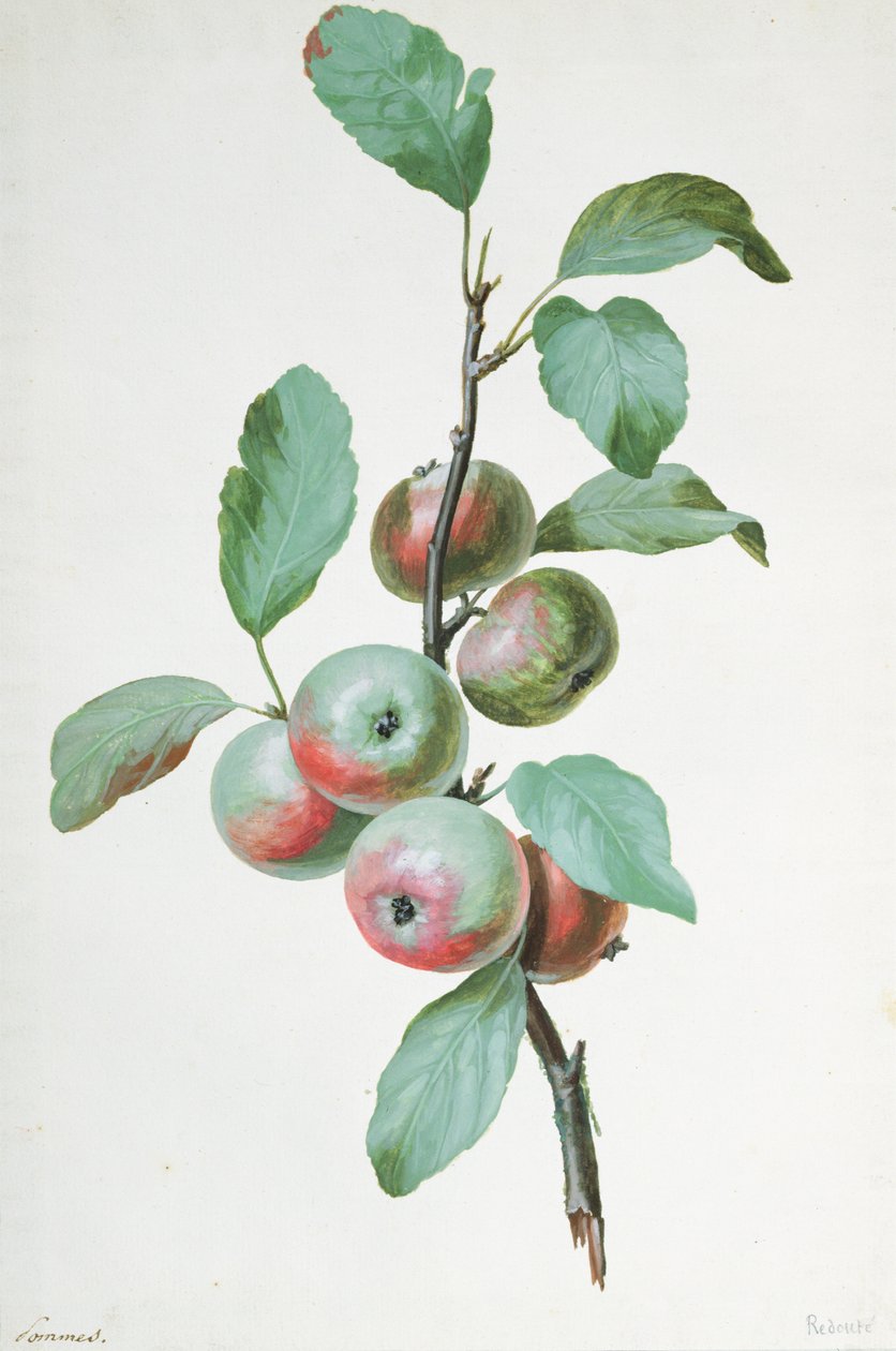 Manzanas de Pierre Joseph Redouté