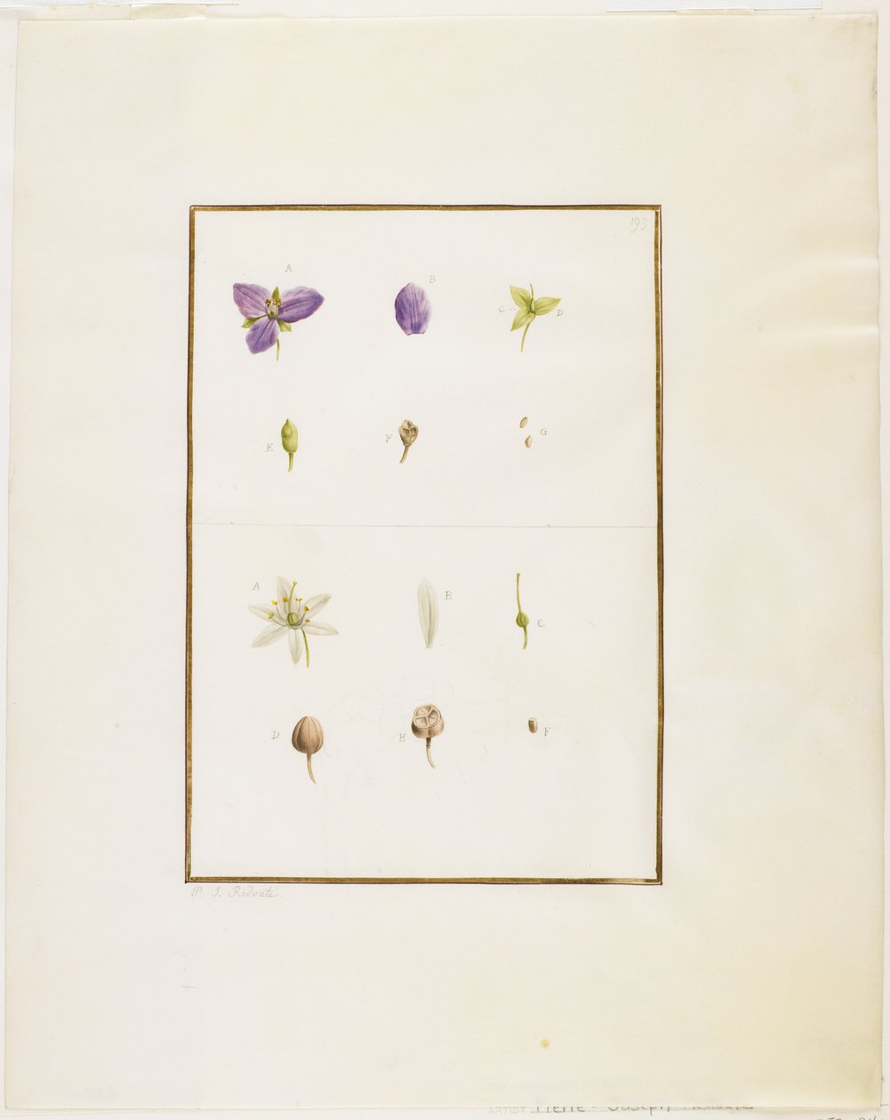 Disección botánica: Tradescantia y Senna, c.1778-90 de Pierre Joseph Redouté