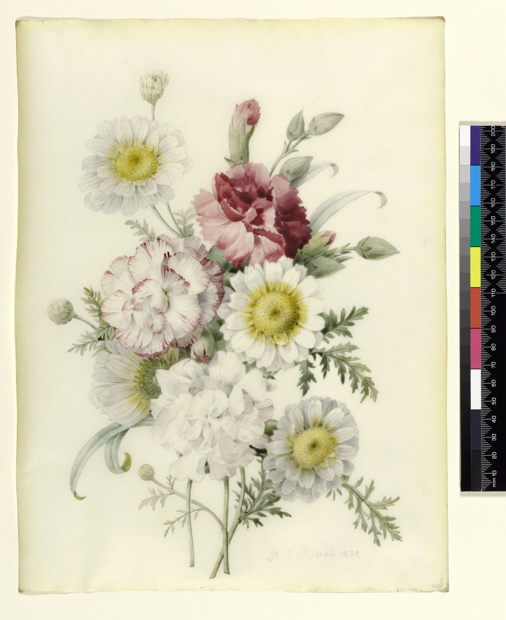 Ramo de claveles mixtos y caléndulas blancas, 1839 de Pierre Joseph Redouté