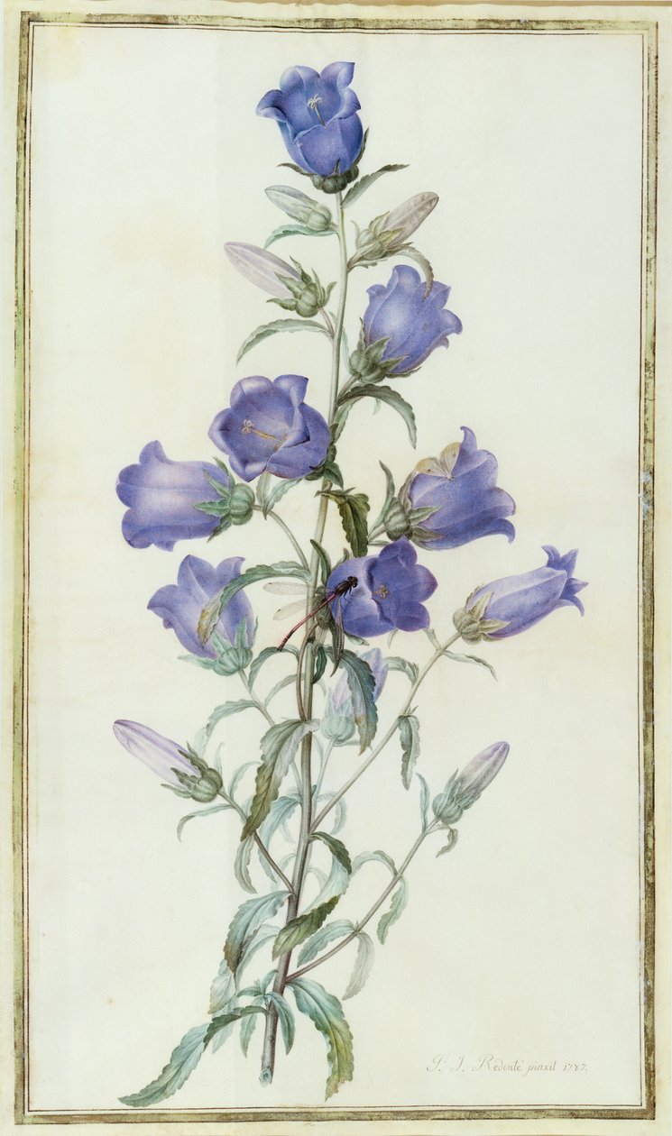 Campanula: Medium (Campanilla de Canterbury) 1787 de Pierre Joseph Redouté