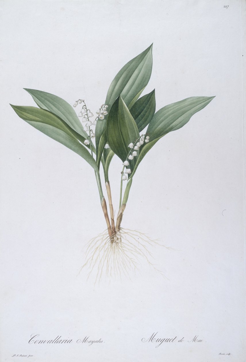 Convallaria majalis (Lirio del Valle), 1808 de Pierre Joseph Redouté