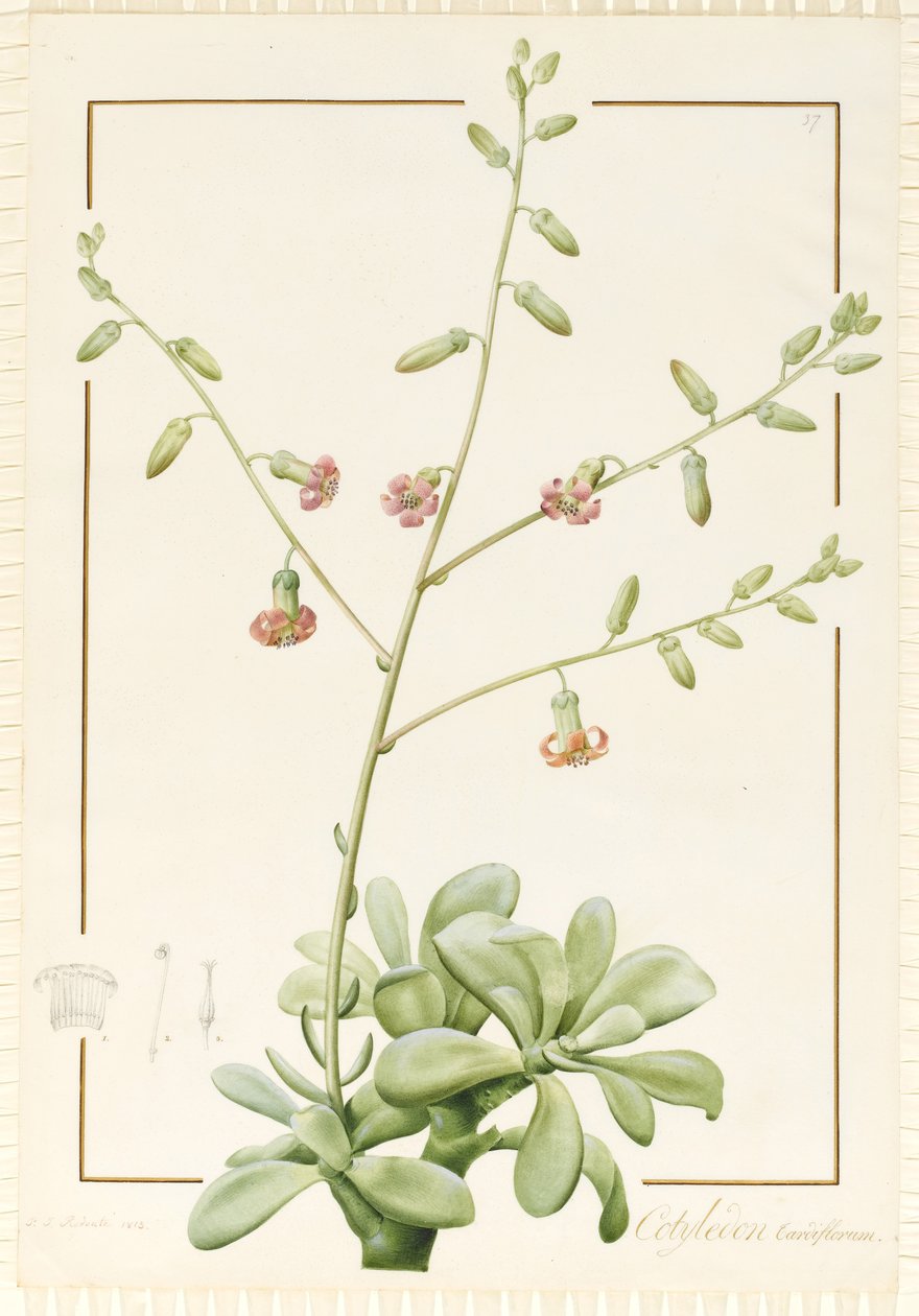 Cotiledón Cardiflorum, 1813 de Pierre Joseph Redouté