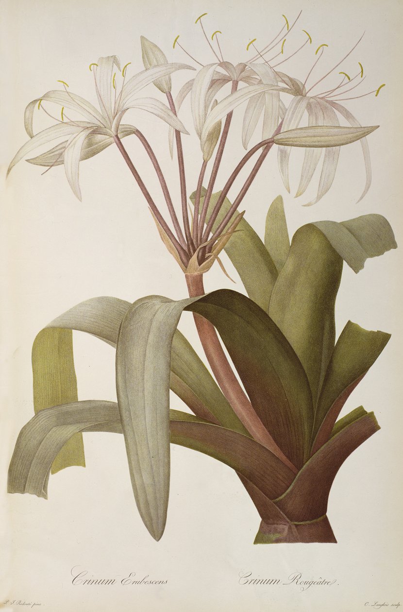 Crinum Erubescens o Crinum Rougeatre, de 