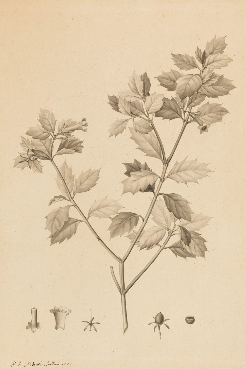 Desfonainia Spinosa, 1787 de Pierre Joseph Redouté
