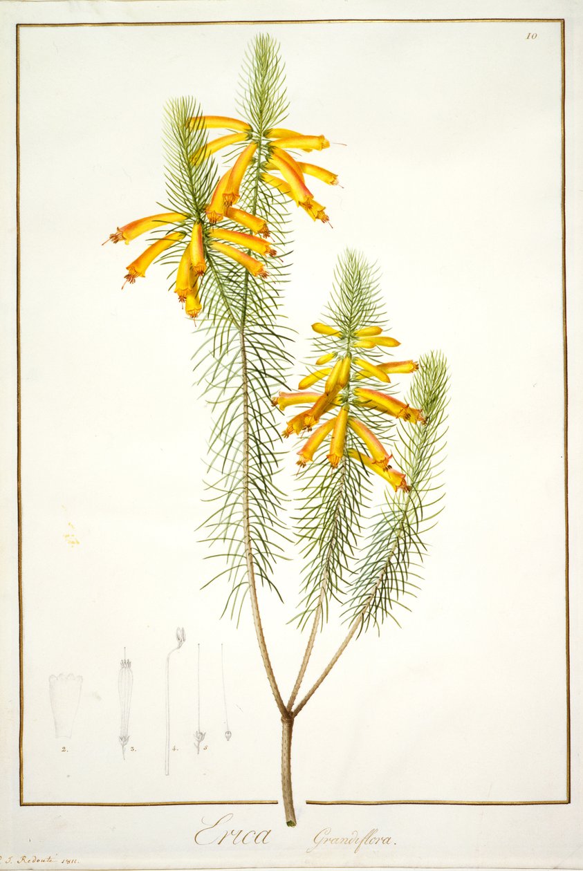 Erica Grandiflora, 1811 de Pierre Joseph Redouté