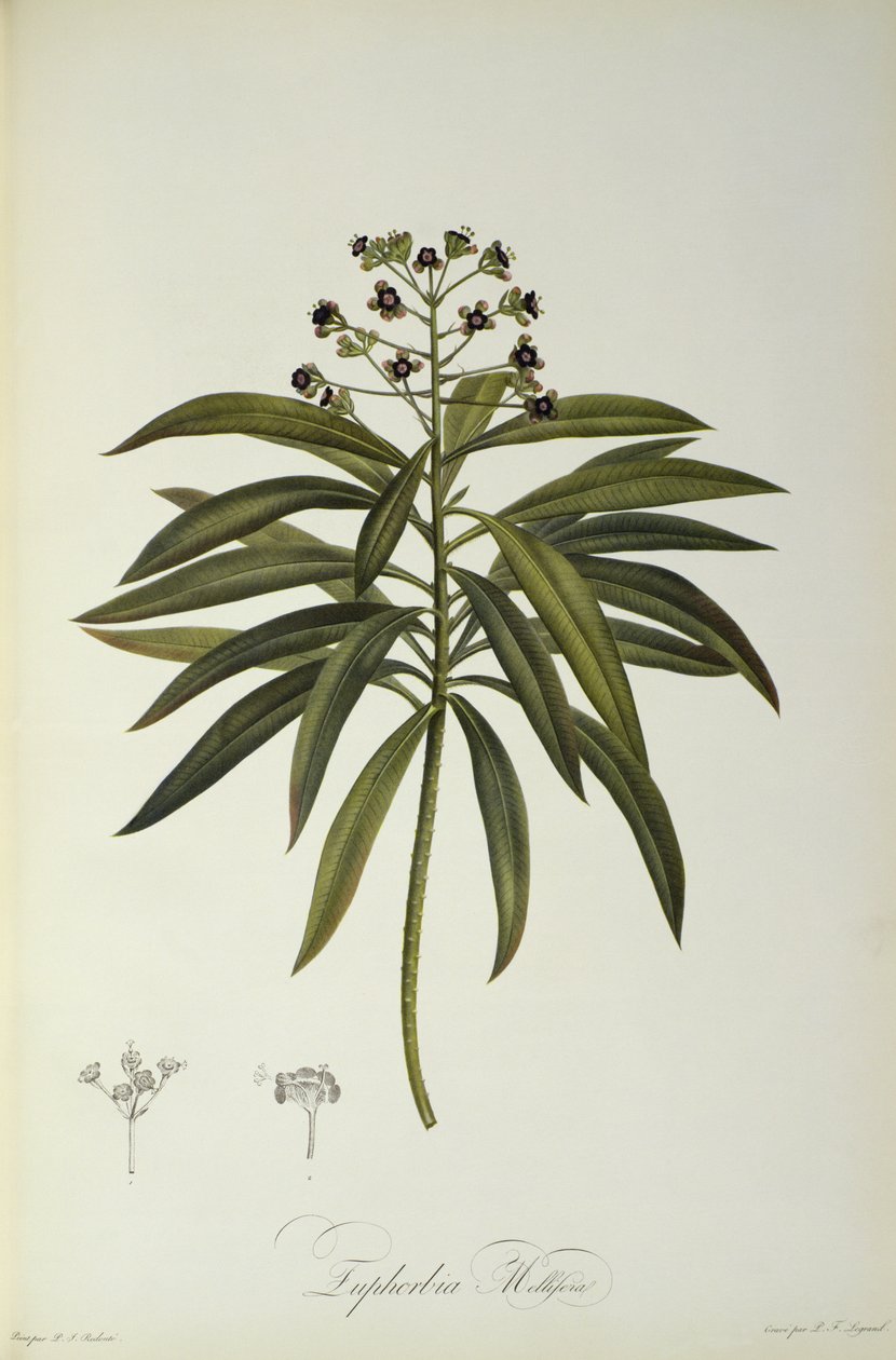 Euphorbia Mellifera, de `Le Jardin de la Malmaison
