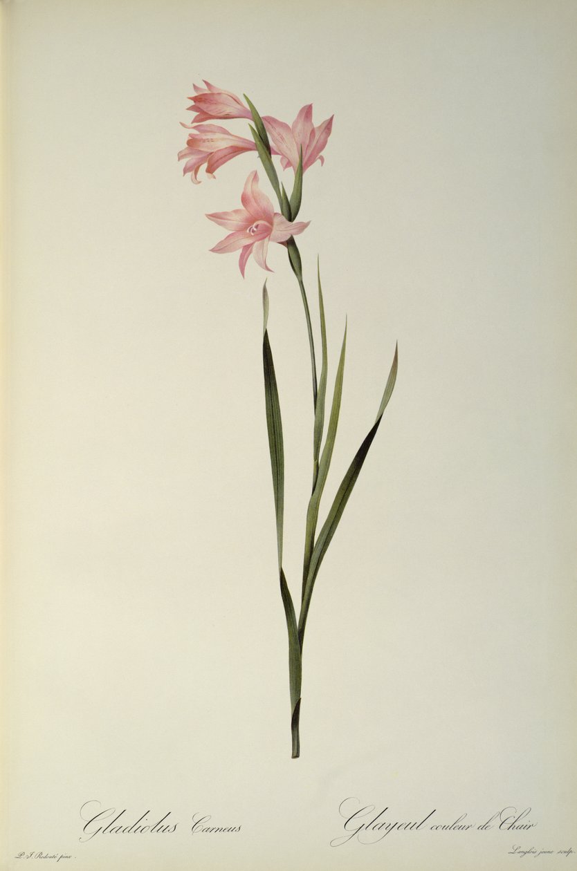 Gladiolus Carneus, de 