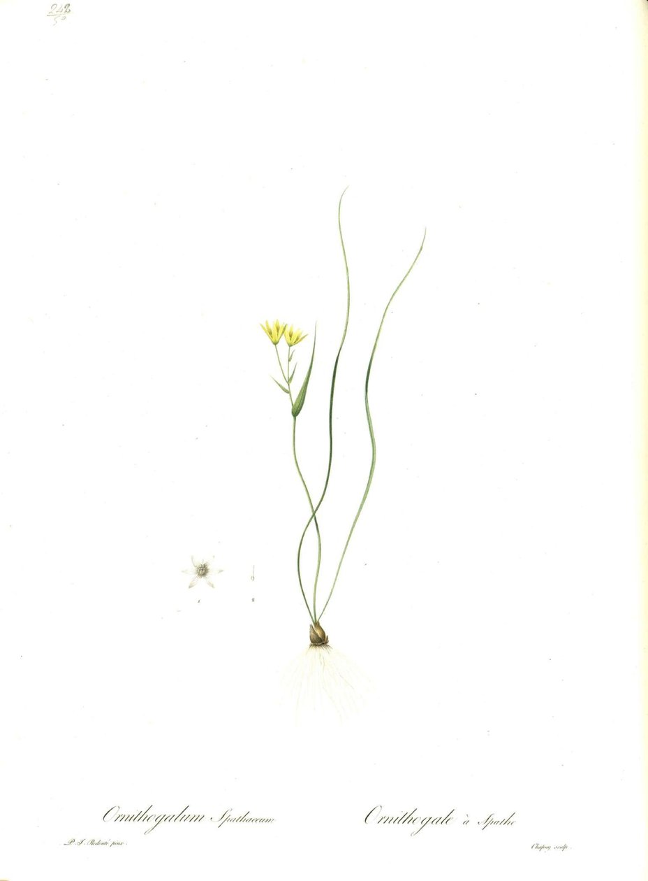 Ilustración de Gagea spathacea (Orig. Ornithogalum spathaceum) de Pierre Joseph Redouté