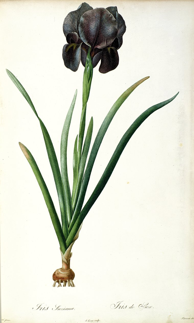 Iris Luxiana, de 