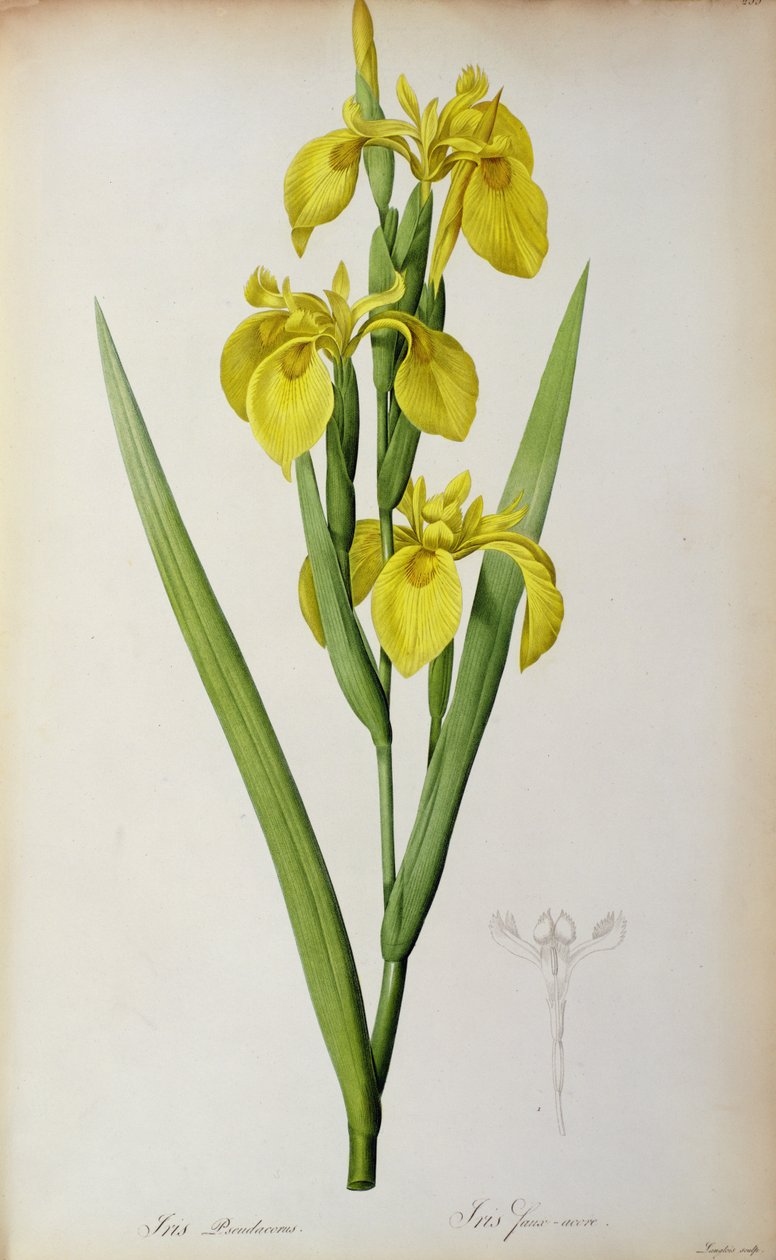Iris Pseudacorus, de `Les Liliacees