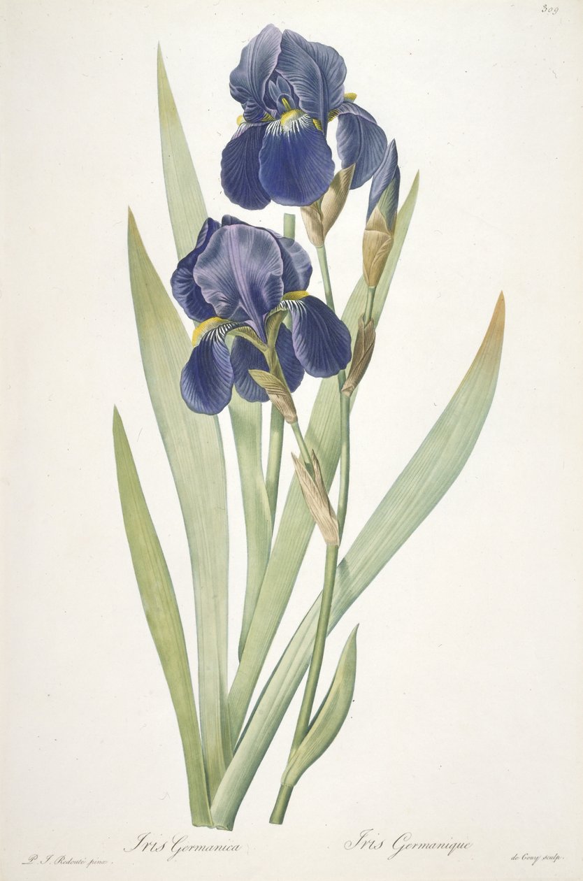 Iris germanica (Iris Barbudo), 1812 de Pierre Joseph Redouté