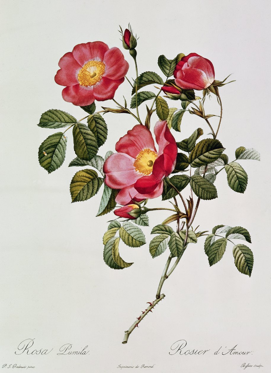 Les Roses de Thory. Rosa Pumilia de Pierre Joseph Redouté