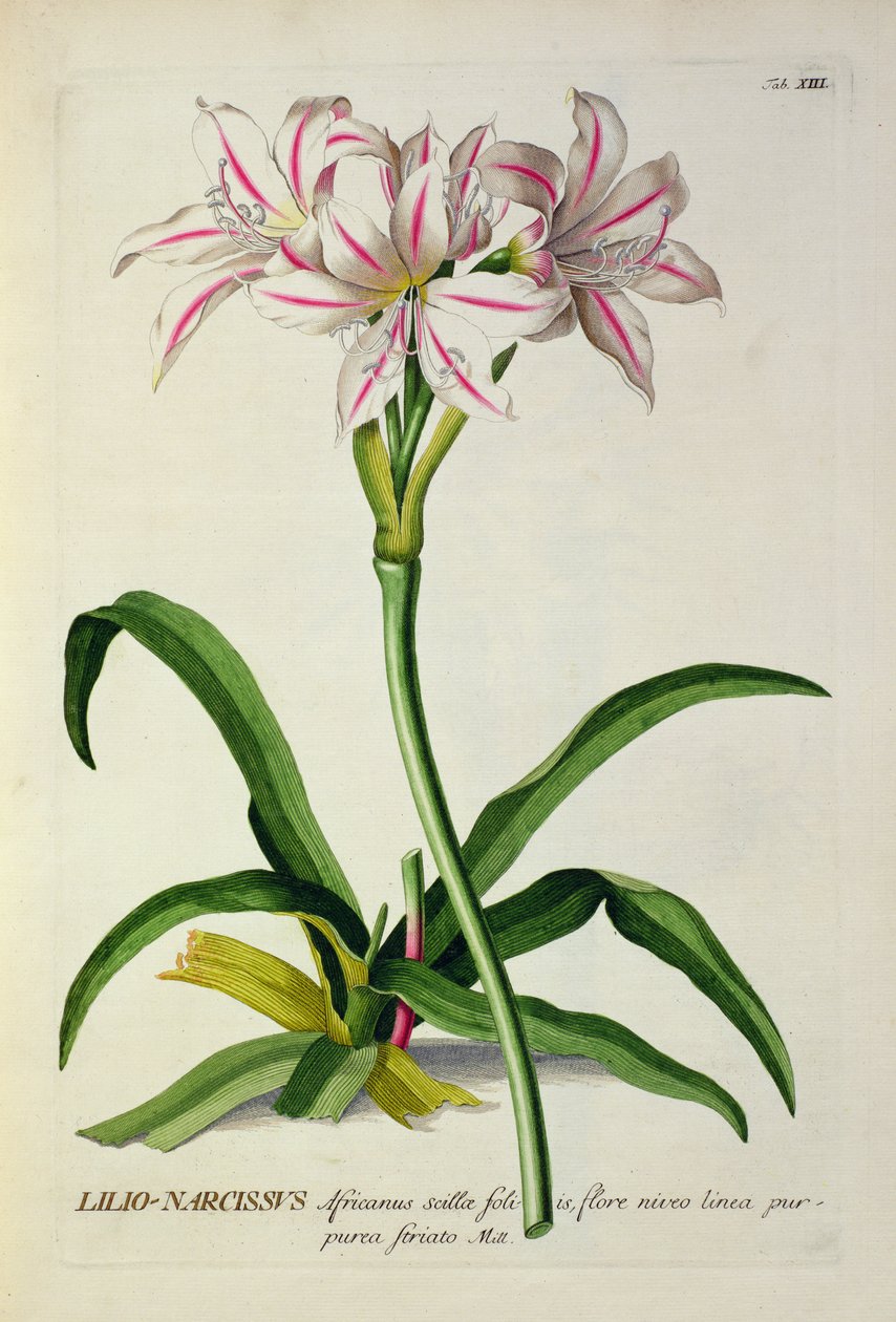 Lilio-Narciso, Africanus, de 