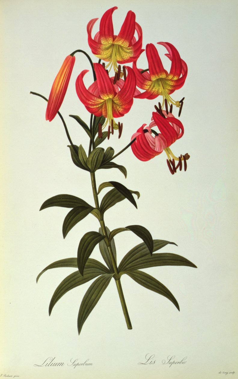 Lilium Superbum, de `Les Liliacees