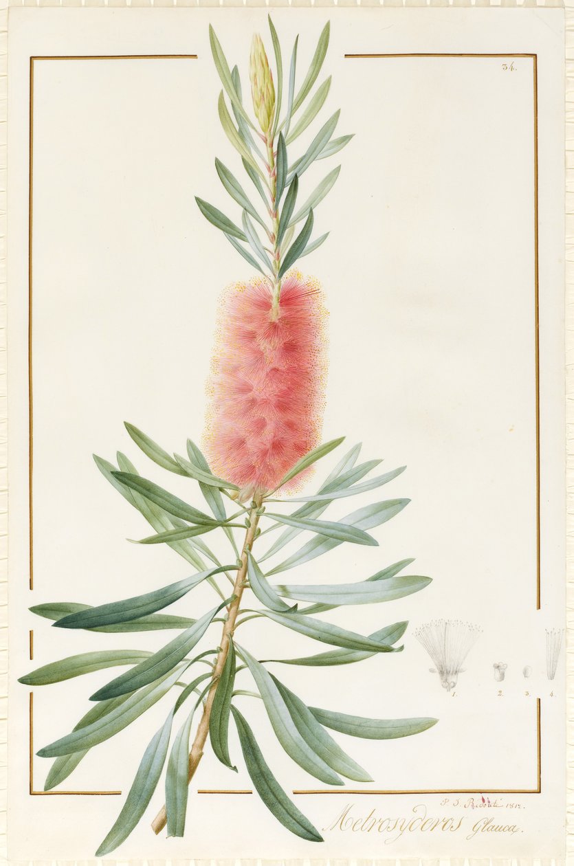 Metrosideros Glauca, 1812 de Pierre Joseph Redouté