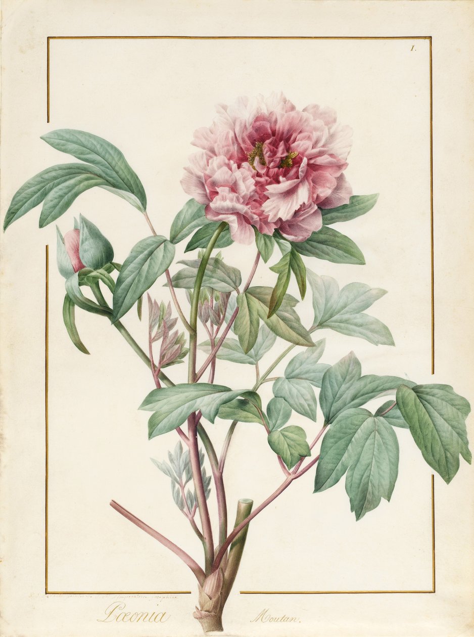 Paeonia Montan de Pierre Joseph Redouté