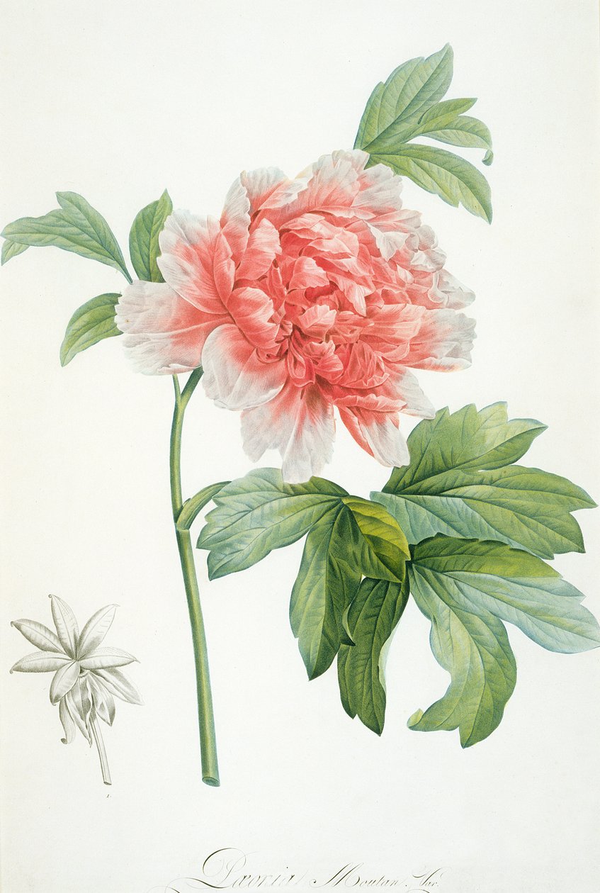 Peonía, 1799 de Pierre Joseph Redouté