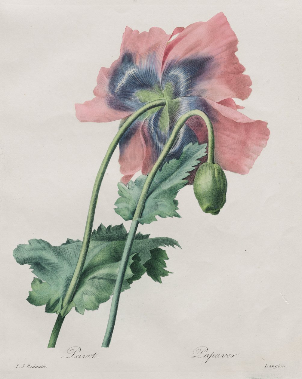 Amapola (Papaver), de Redouté de Pierre Joseph Redouté