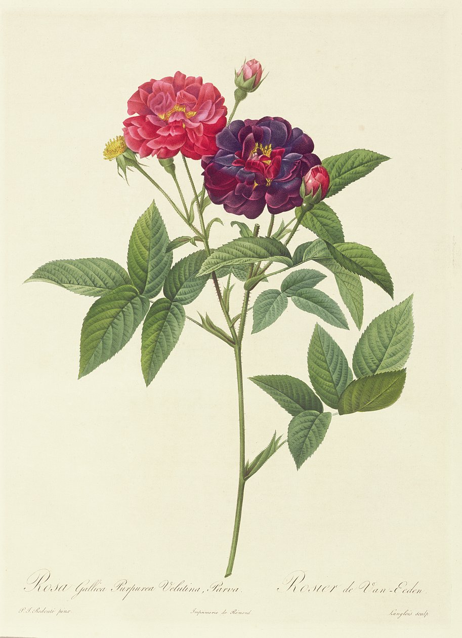 Rosa Gallica Purpurea Velutina, Parva de Pierre Joseph Redouté