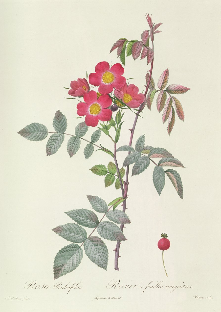 Rosa Rubrifolia de Pierre-Joseph Redouté