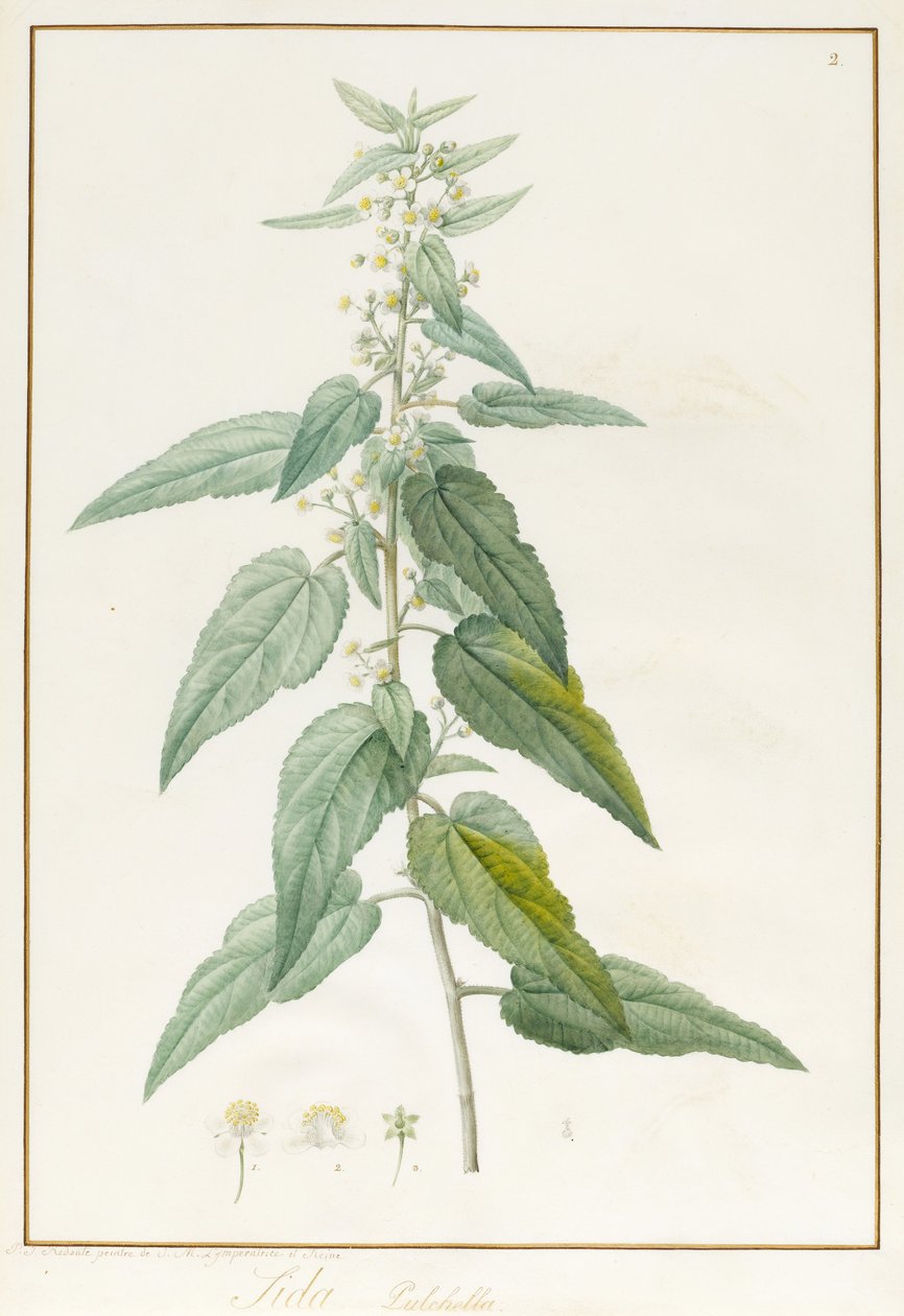 Sida Pulchella de Pierre Joseph Redouté