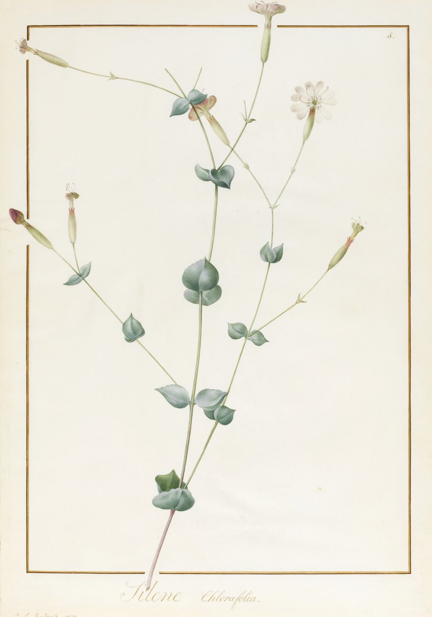 Silene Chloraefolia, 1810 de Pierre Joseph Redouté