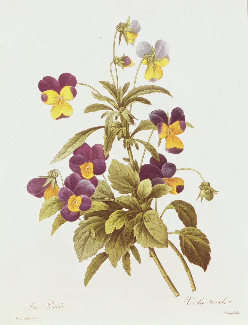 Viola Tricolor de Pierre Joseph Redouté