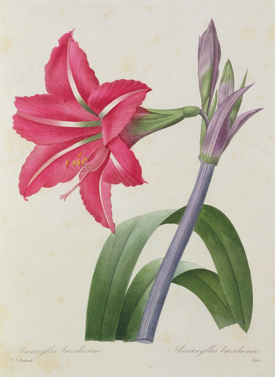Amaryllis bresiliensis (amarilis brasileño), grabado por Victor, de 