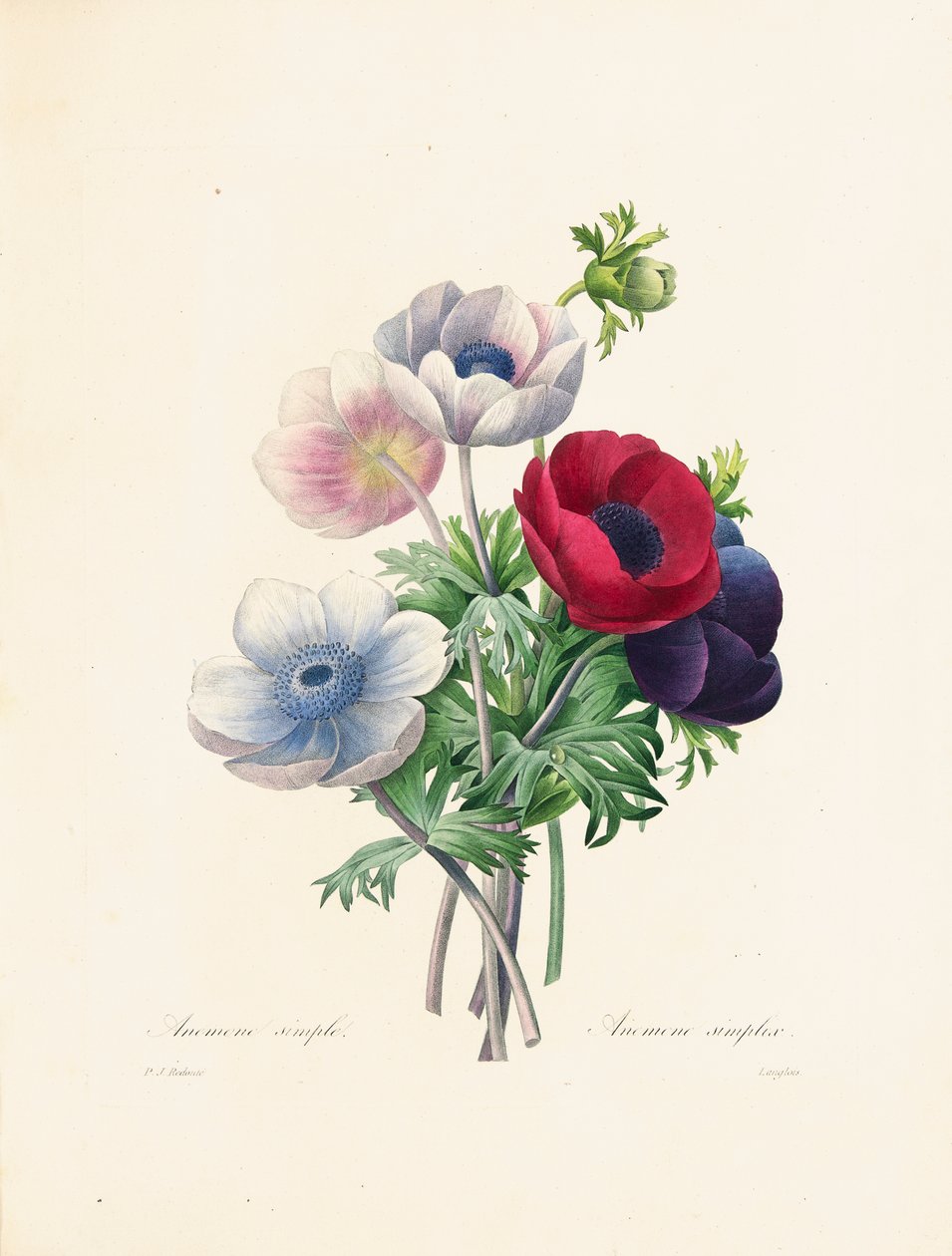 Anémona, grabado por Langlois, de 