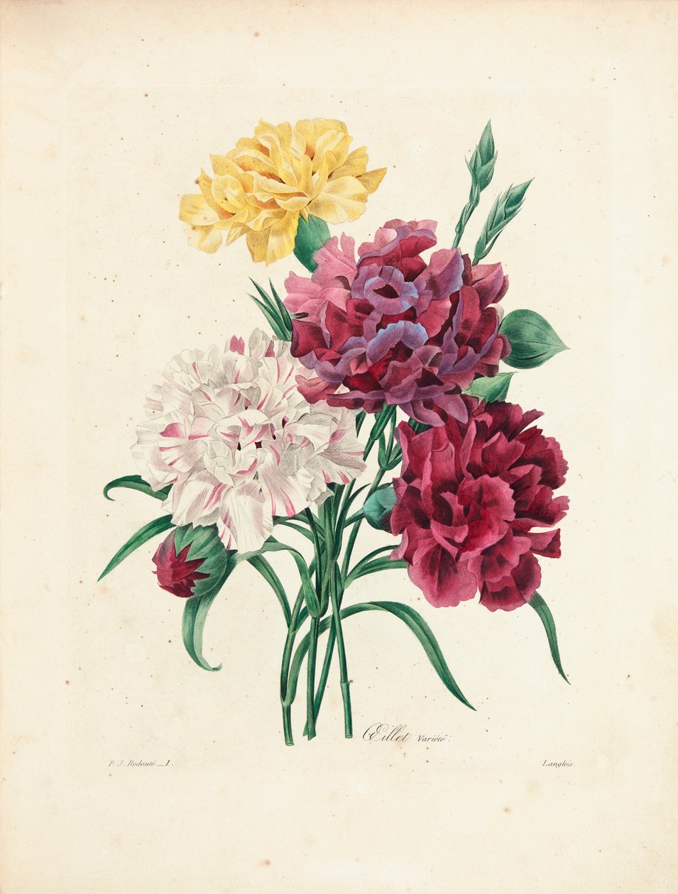 Oeillets, grabado por Langlois, de 