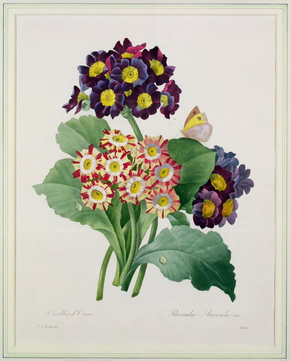 Primula auricula, grabado por Victor, de 