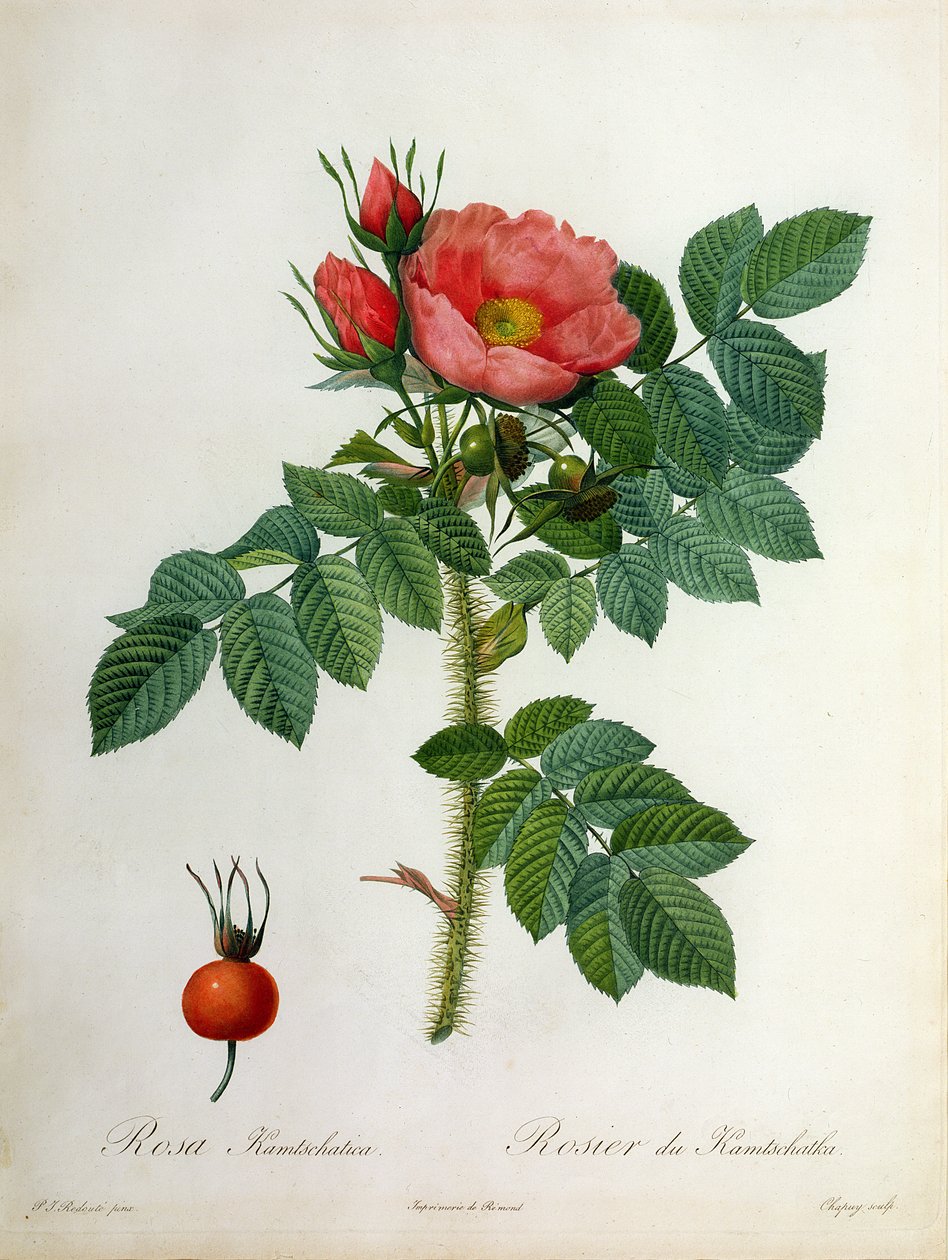 Rosa Kamtschatica, grabado por Chapuy, publicado por Remond de Pierre Joseph Redouté