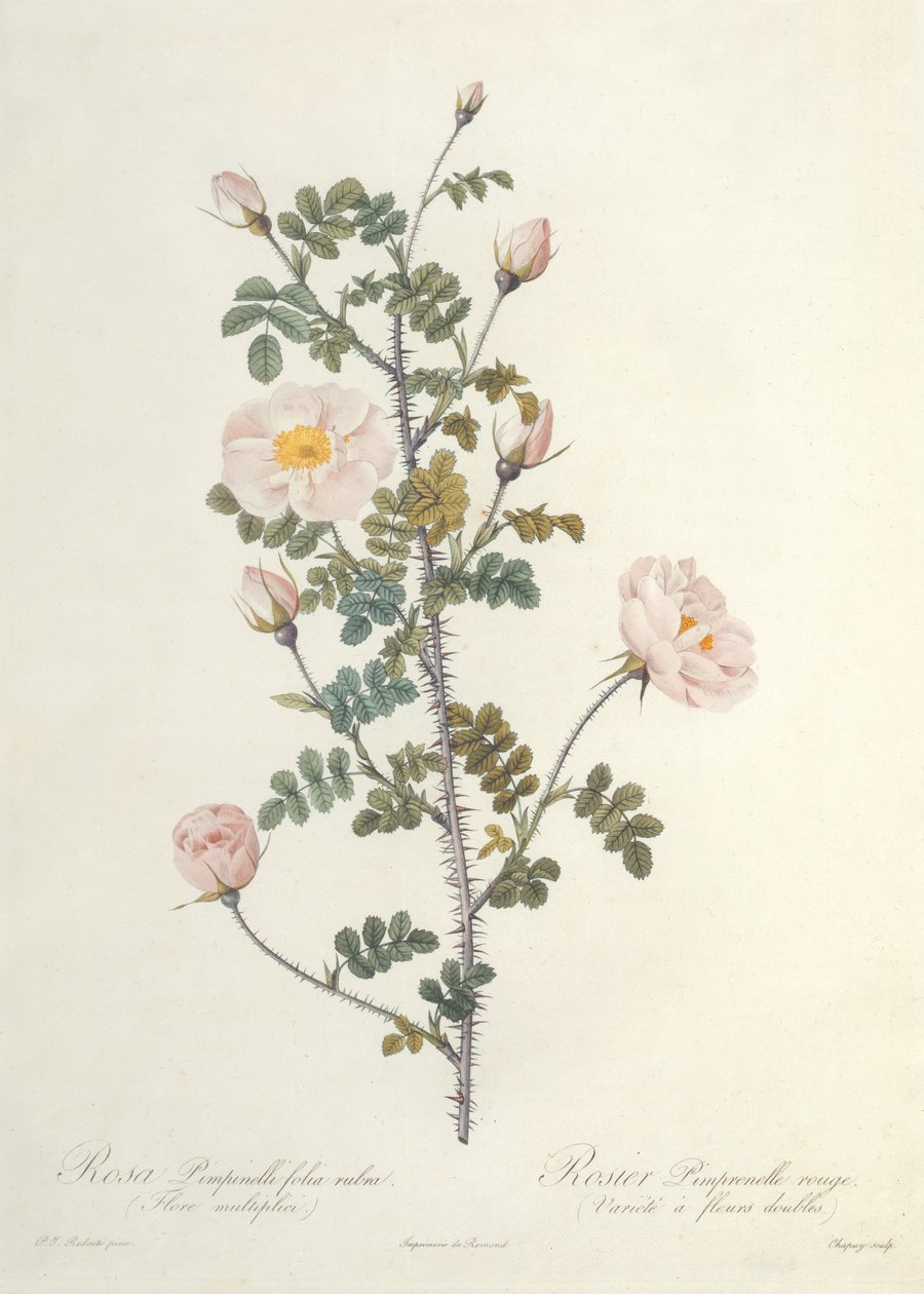Rosa Pimpinellifolia Rubra Flore Multiplici, grabado por Chapuy, publicado por Remond de Pierre Joseph Redouté
