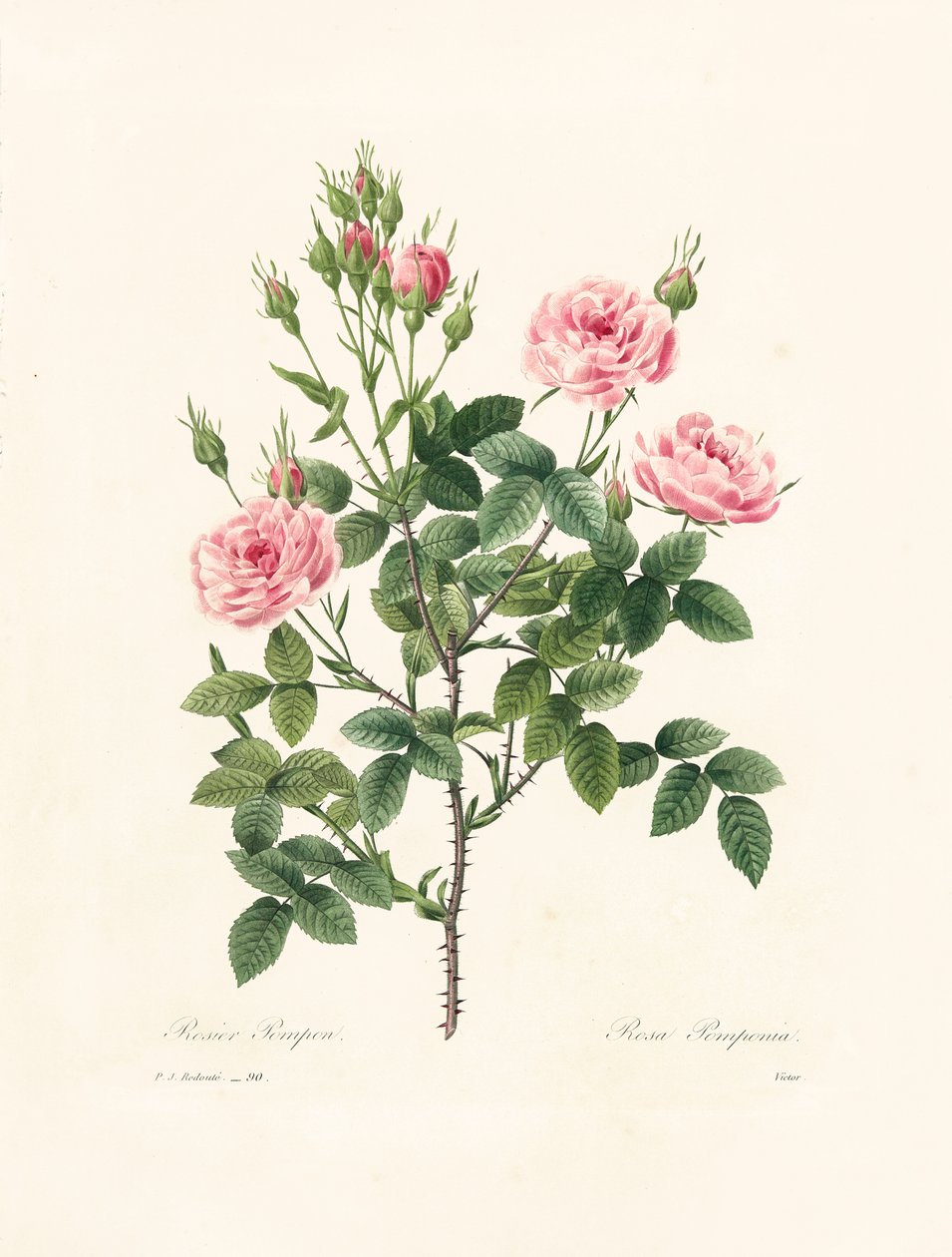Rosa Pomponia, grabado por Victor, de 