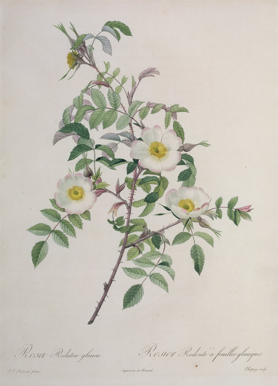 Rosa Redutea glauca, grabado por Chapuy, publicado por Remond de Pierre Joseph Redouté