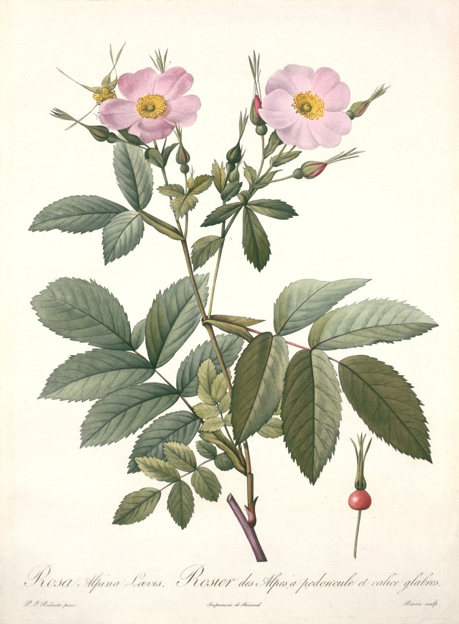 Rosa alpina laevis, grabado por Bessin, de 