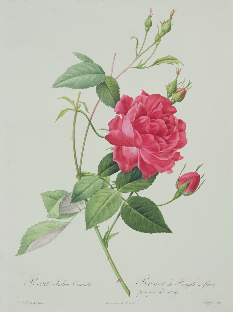 Rosa indica cruenta (rosa de Bengala rojo sangre), grabado por Langlois, de 
