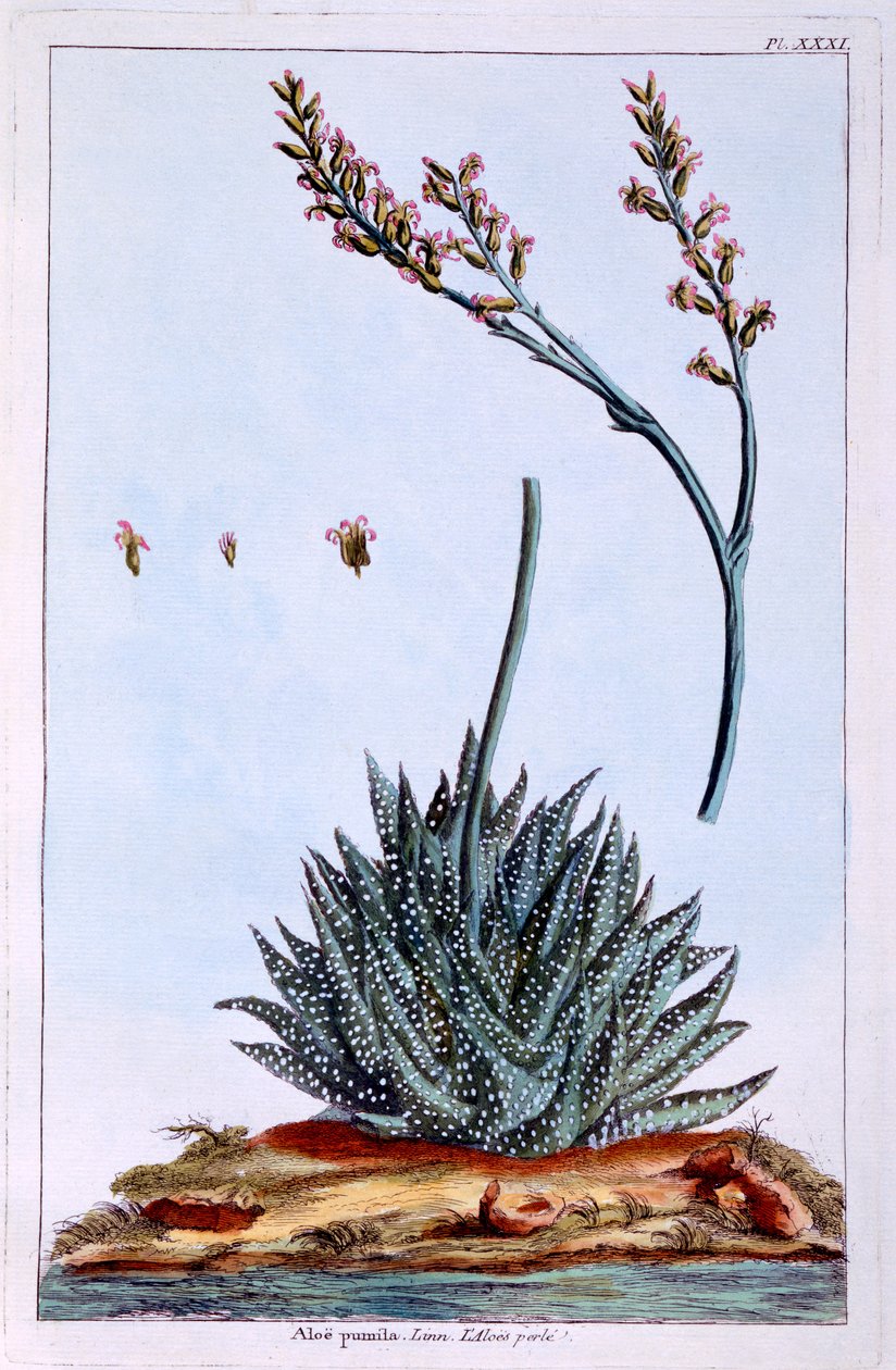 Aloe, ilustración de 