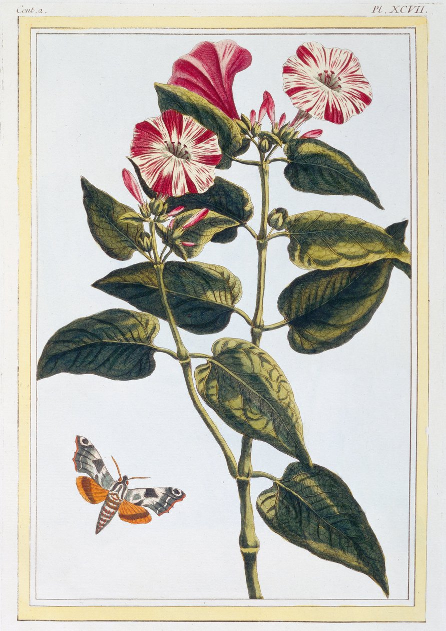 Gloria de la mañana, c.1766 de Pierre Joseph Buchoz