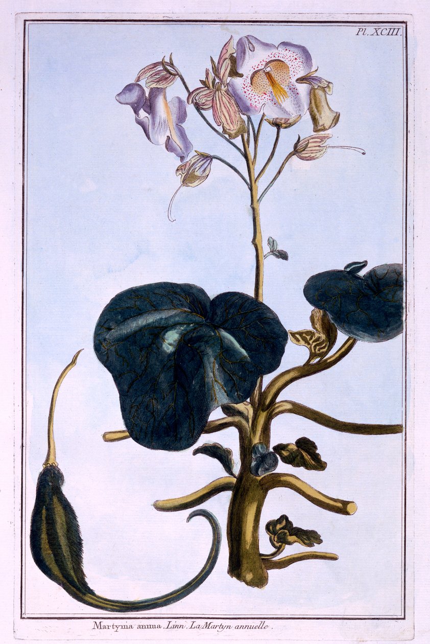 Flor de Probóscide de Pierre Joseph Buchoz